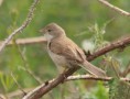 /album/my-local-birding-gallery/whitethroat-on-kerries-reserve-2-jpg/